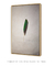 Green Feather - Patrick Martins