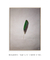 Green Feather - Patrick Martins