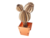 Cactus Micky en internet