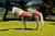 Imagen de Manta De Red Cooler Sheet Madoc