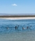 Chaxa - Laguna Cejar en internet