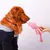 Supet Pet Octopus Plush Rope Toy - Verdam Shop