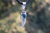 Dije Amuleto De Plata Ley .925 Adornado Con Turquesa Natural - ARTESANOSMEX
