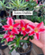 Astro dalila - comprar online