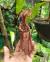 Nepenthes rafflesiana "gigantea" - comprar online