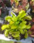 Dionaea 'All Green'