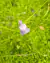Utricularia graminifolia - comprar online