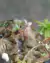 Imagem do Cephalotus follicularis