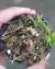 Cephalotus follicularis - comprar online