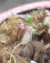 Cephalotus follicularis - loja online