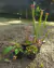 COMBO INICIANTE 2.0 (com quatro gêneros: Nepenthes, Dionaea, Drosera e Sarracenia)