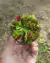 COMBO INICIANTE 2.0 (com quatro gêneros: Nepenthes, Dionaea, Drosera e Sarracenia) - Garnívoras -  plantas carnívoras