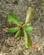 COMBO INICIANTE 2.0 (com quatro gêneros: Nepenthes, Dionaea, Drosera e Sarracenia)