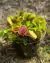 Imagem do COMBO INICIANTE 2.0 (com quatro gêneros: Nepenthes, Dionaea, Drosera e Sarracenia)