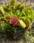 COMBO INICIANTE 3.0 (com cinco gêneros: Nepenthes, Dionaea, Drosera, Utricularia e Sarracenia) - Garnívoras -  plantas carnívoras
