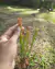 Imagem do COMBO INICIANTE 3.0 (com cinco gêneros: Nepenthes, Dionaea, Drosera, Utricularia e Sarracenia)