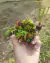 COMBO INICIANTE 3.0 (com cinco gêneros: Nepenthes, Dionaea, Drosera, Utricularia e Sarracenia) na internet