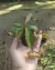 COMBO INICIANTE (Com três gêneros: Nepenthes, Dionaea e Drosera) - comprar online