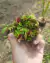 COMBO INICIANTE (Com três gêneros: Nepenthes, Dionaea e Drosera) na internet