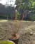 COMBO INICIANTE (Com três gêneros: Nepenthes, Dionaea e Drosera) - Garnívoras -  plantas carnívoras