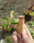COMBO INICIANTE (Com três gêneros: Nepenthes, Dionaea e Drosera) - loja online