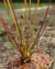COMBO INICIANTE (Com três gêneros: Nepenthes, Dionaea e Drosera)