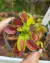 Dionaea 'Mega Traps' - comprar online