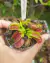 Dionaea 'Mega Traps' na internet