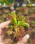 Dionaea muscipula na internet
