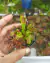 Dionaea muscipula - Garnívoras -  plantas carnívoras