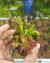 Dionaea muscipula - loja online