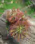Drosera capillaris "Long Arms" - comprar online