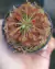 Drosera capillaris "Long Arms" na internet
