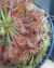Drosera capillaris "Long Arms" - loja online