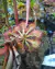 Drosera x tokaienses - comprar online
