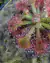 Drosera x tokaienses na internet