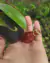 Nepenthes mirabilis var. Globosa (viking) - Garnívoras -  plantas carnívoras