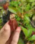 Nepenthes mirabilis var. Globosa (viking) - comprar online