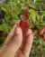 Nepenthes mirabilis var. Globosa (viking) na internet