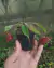Nepenthes mirabilis var. Globosa (viking) - loja online