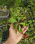 Imagem do Nepenthes mirabilis var. Globosa (viking)