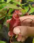 Nepenthes mirabilis var. Globosa (viking)