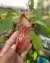 Nepenthes 'gaya' - comprar online