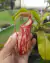 Nepenthes 'gaya' na internet