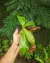 Nepenthes 'gaya' - loja online
