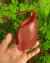 Nepenthes [mirabilis x (thorelii x ampullaria)] - comprar online