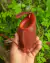 Nepenthes [mirabilis x (thorelii x ampullaria)] na internet