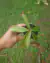 Nepenthes [mirabilis x (thorelii x ampullaria)] - loja online