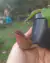 Imagem do Nepenthes [mirabilis x (thorelii x ampullaria)]