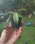 Nepenthes [mirabilis x (thorelii x ampullaria)] - Garnívoras -  plantas carnívoras